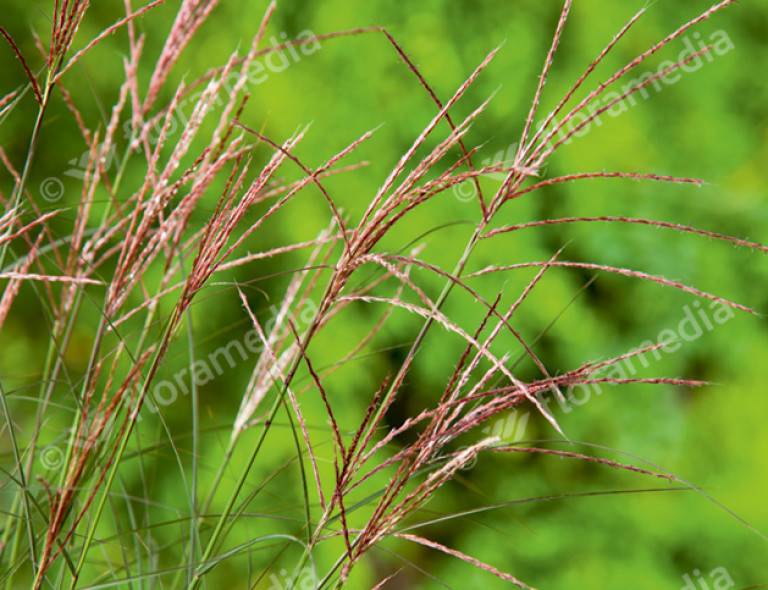 Miscanthus sinensis 'Kleine Silberspinne'