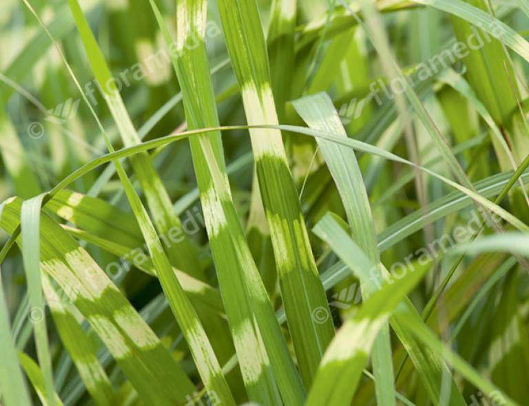 Miscanthus sinensis 'Little Zebra'®