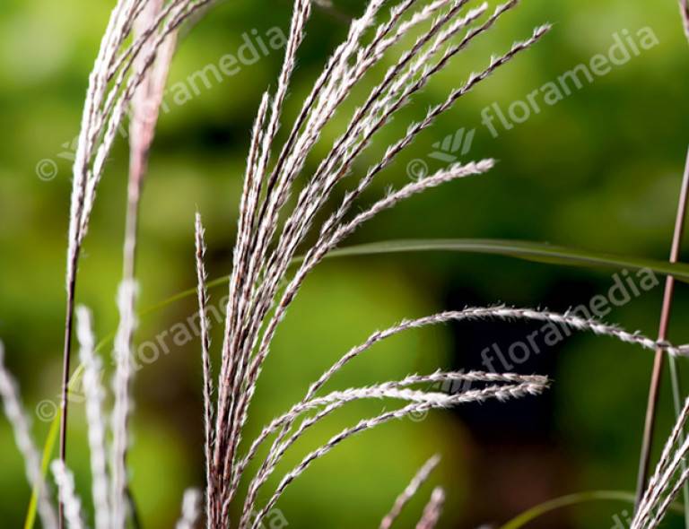 Miscanthus sinensis 'Malepartus'