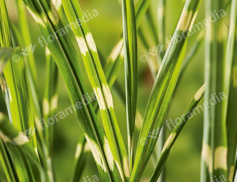 Miscanthus sinensis 'Strictus'