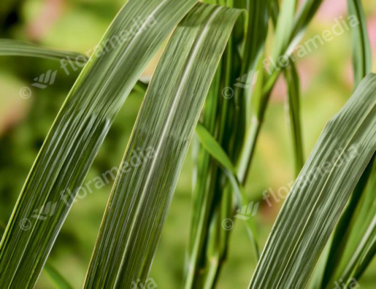 Miscanthus x giganteus