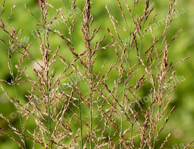 Molinia arundinacea 'Mostenveld'