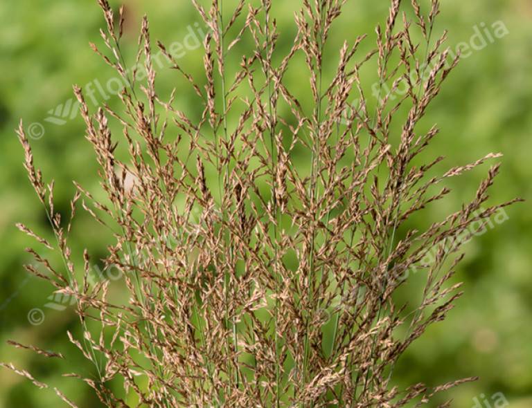 Molinia arundinacea 'Witches Broom'