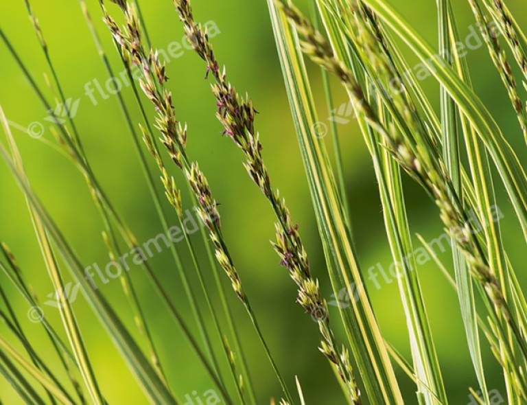 Molinia caerulea 'Carmarthen'