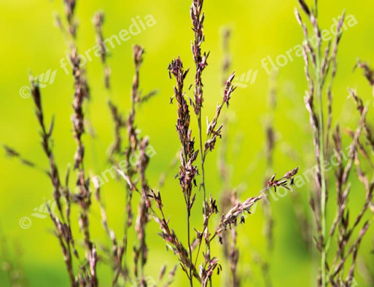 Molinia caerulea 'Edith Dudszus'